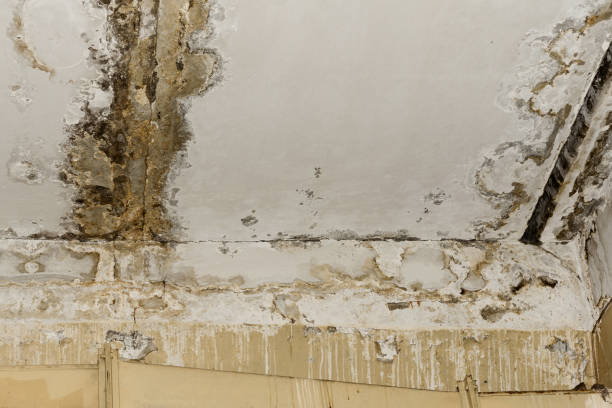 Best Attic Mold Removal  in Barrackville, WV
