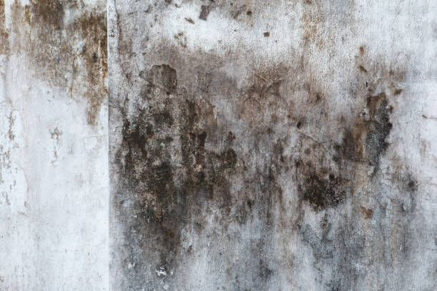 Best Real Estate Mold Inspection  in Barrackville, WV
