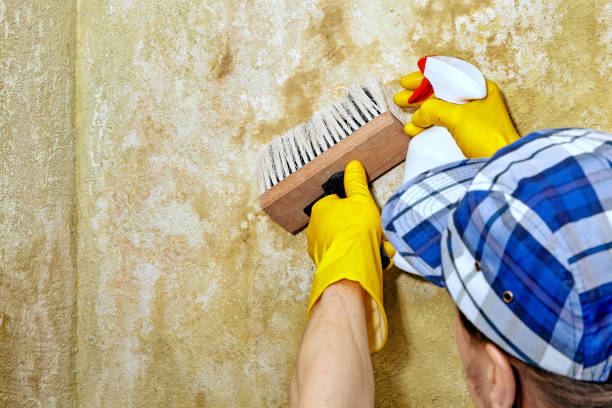 Best Emergency Mold Remediation  in Barrackville, WV