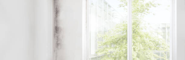 Best Industrial Mold Remediation  in Barrackville, WV