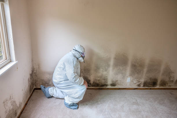 Reliable Barrackville, WV Mold Removal Solutions