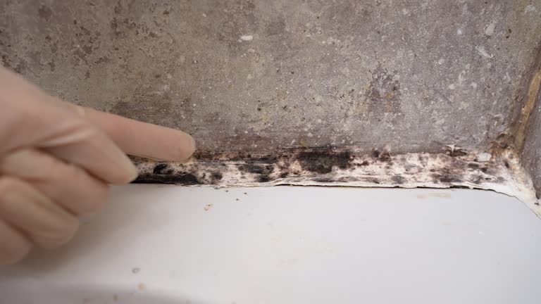 Best Mold Damage Restoration  in Barrackville, WV